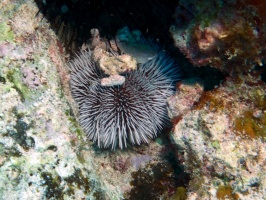 West India Sea Egg IMG 3115